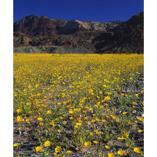 California, Death Valley NP Desert sunflowers